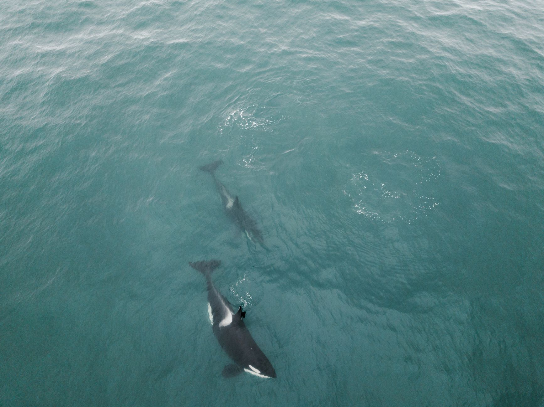 Stranded orca swims free after beaching in Strait of Juan de Fuca