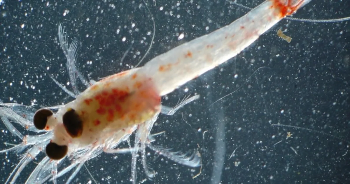 Invasive 'bloody red shrimp' now established in Lake Superior