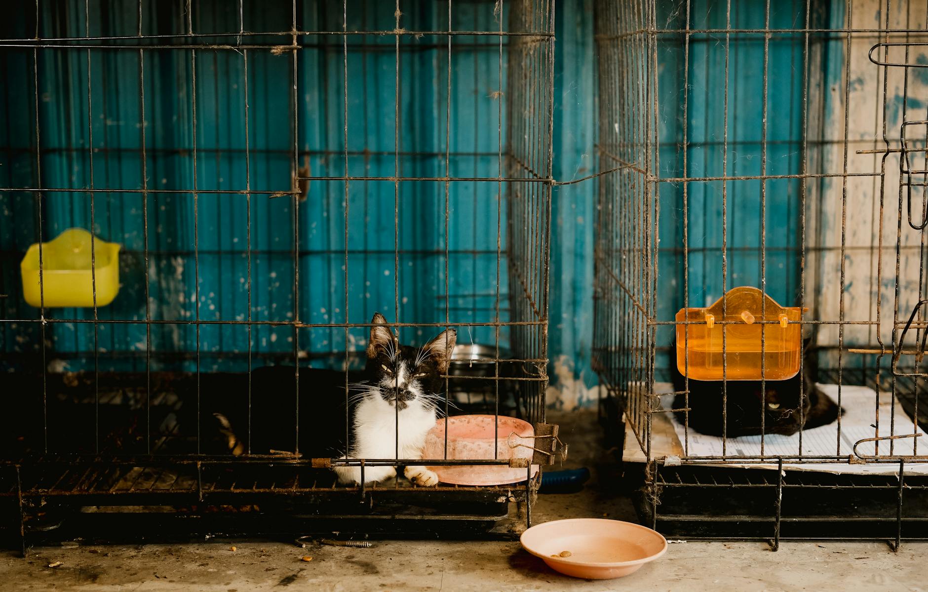 B.C. NDP's pet-rental promise stalls after two years