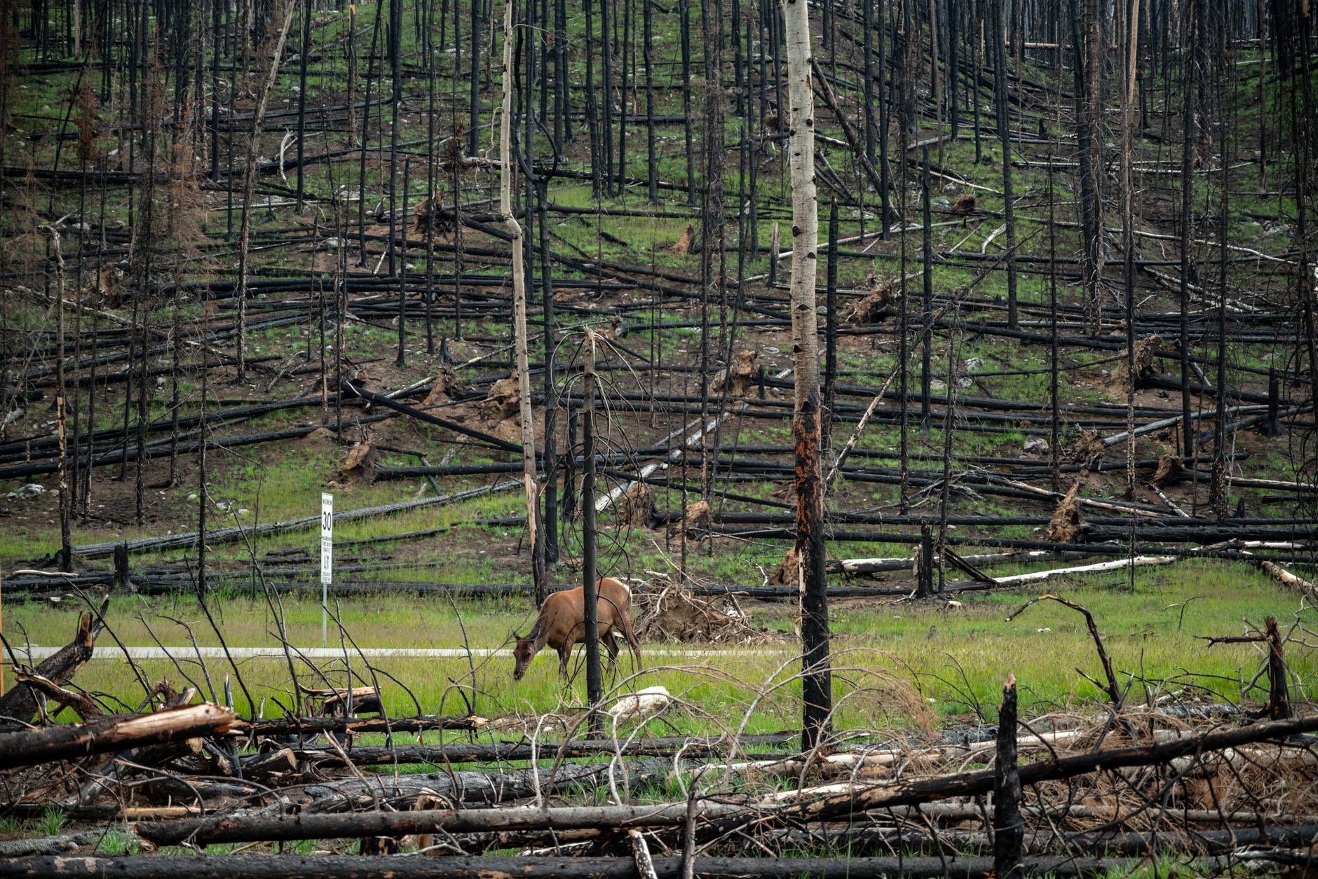 Brunswick Creek wildfire north of Boston Bar forces evacuation alert
