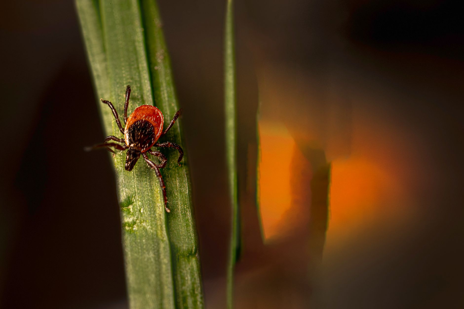 Ticks spreading across Canada as climate warms — here's how to protect yourself