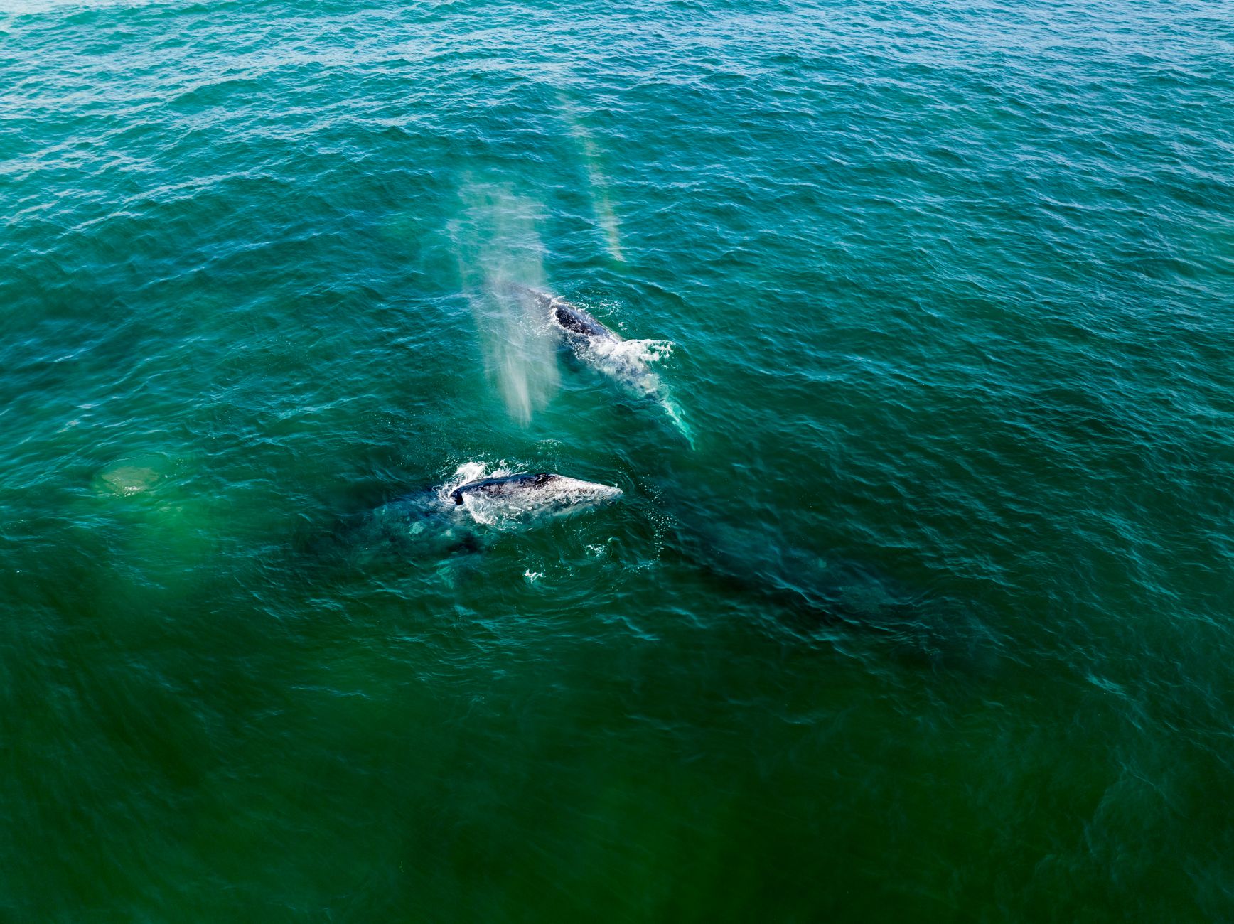 Grey whales are starving along B.C. shores as Arctic warming reduces their food sources
