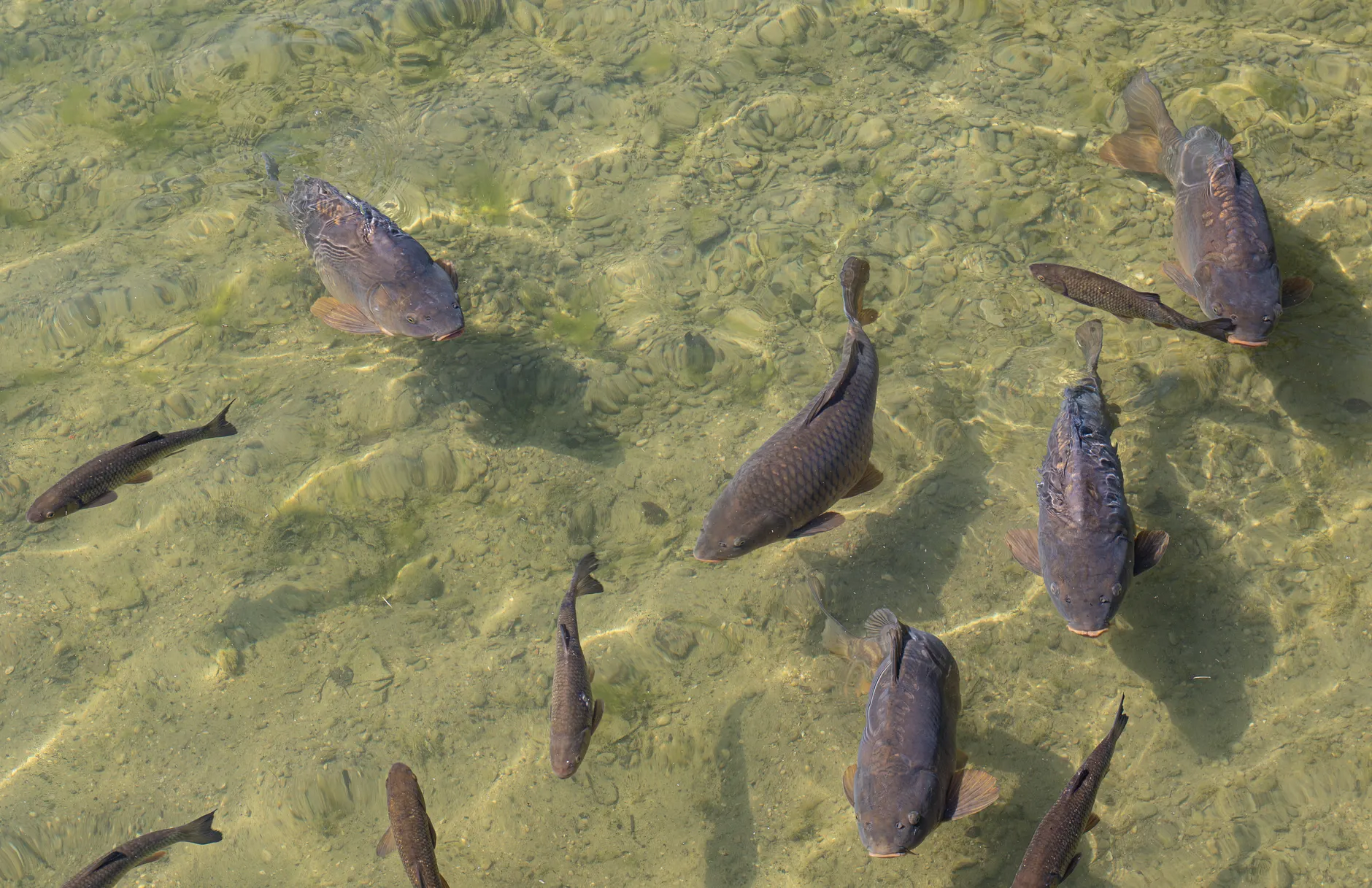 Invasive Prussian Carp found in Evanston storm pond, city developing management plan