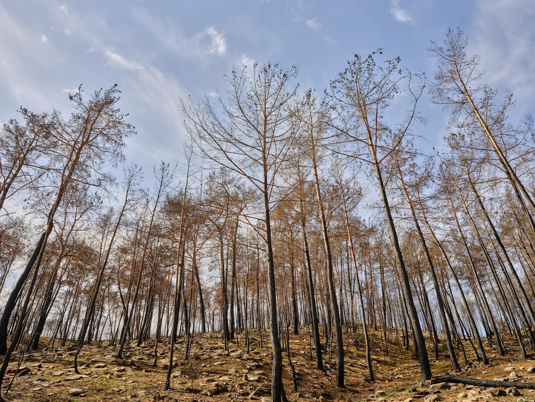 Wildfire destruction outpacing tree replanting across Canada
