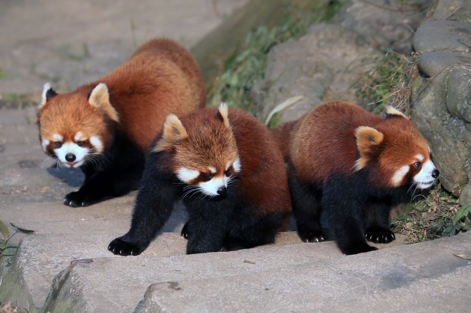 Calgary Zoo welcomes three red panda cubs born to experienced mother Udaya in June