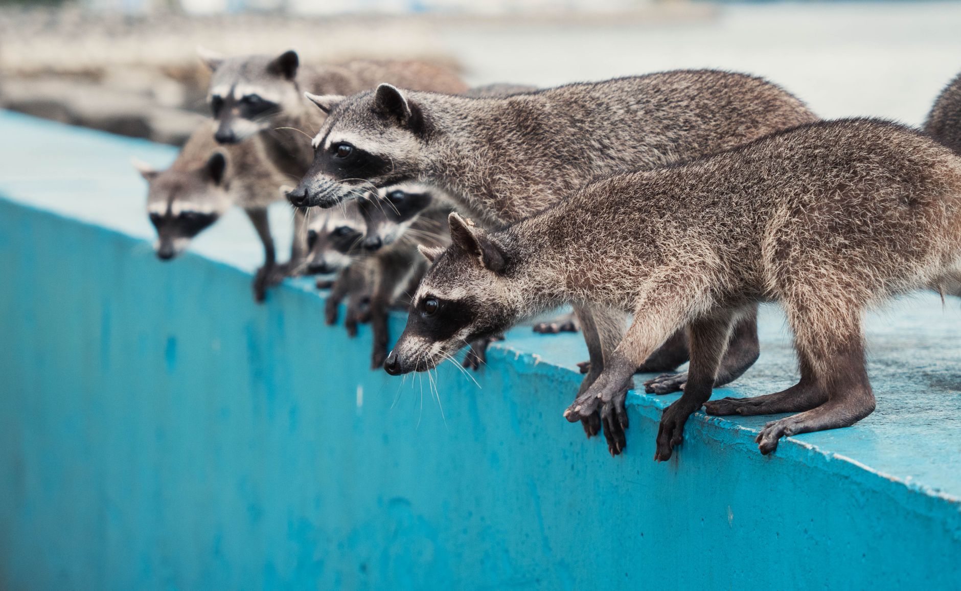 More Montreal-area municipalities join raccoon rabies monitoring as 170 cases confirmed