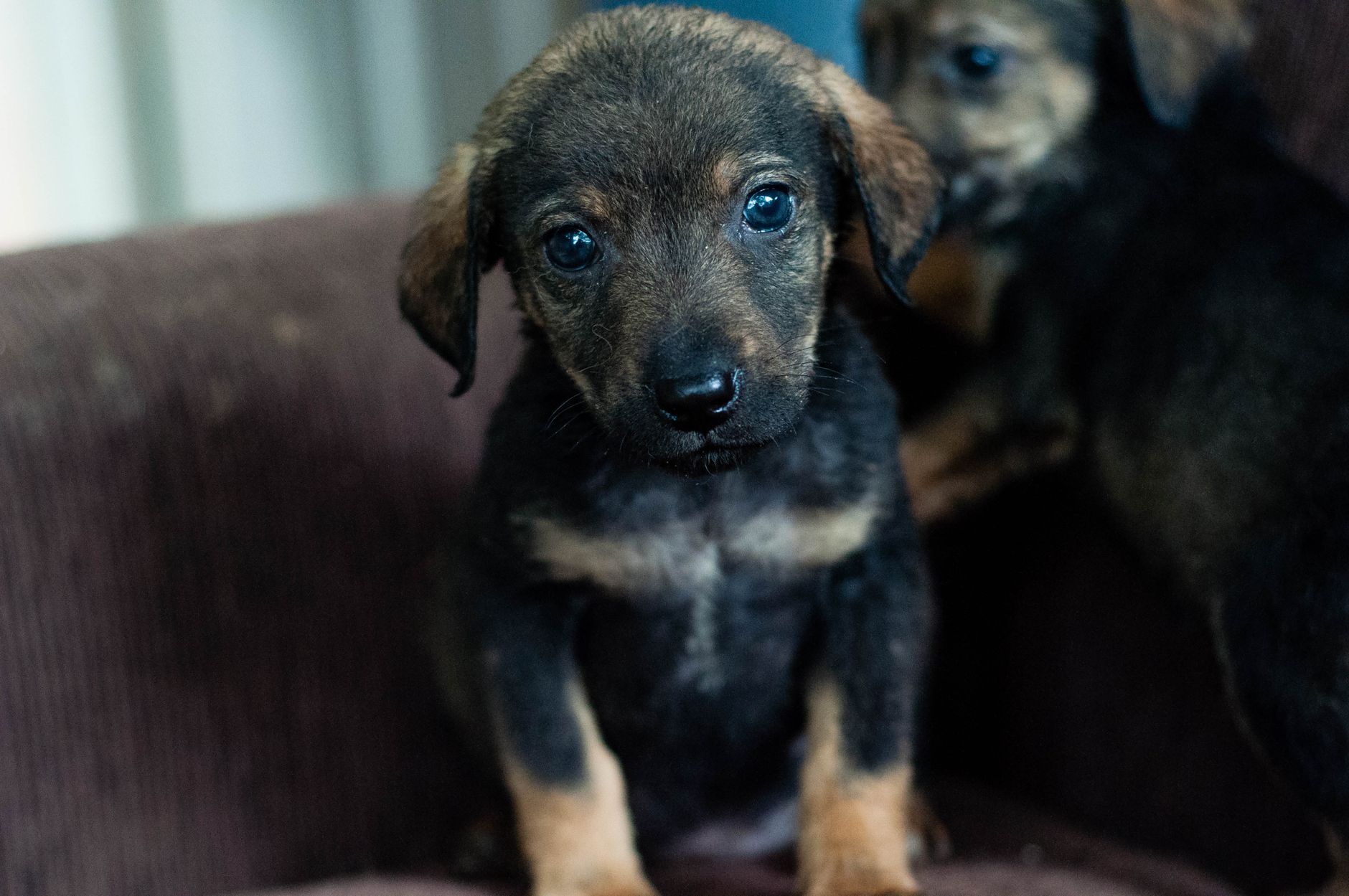 Montreal SPCA rescues 121 animals from South Shore neglect