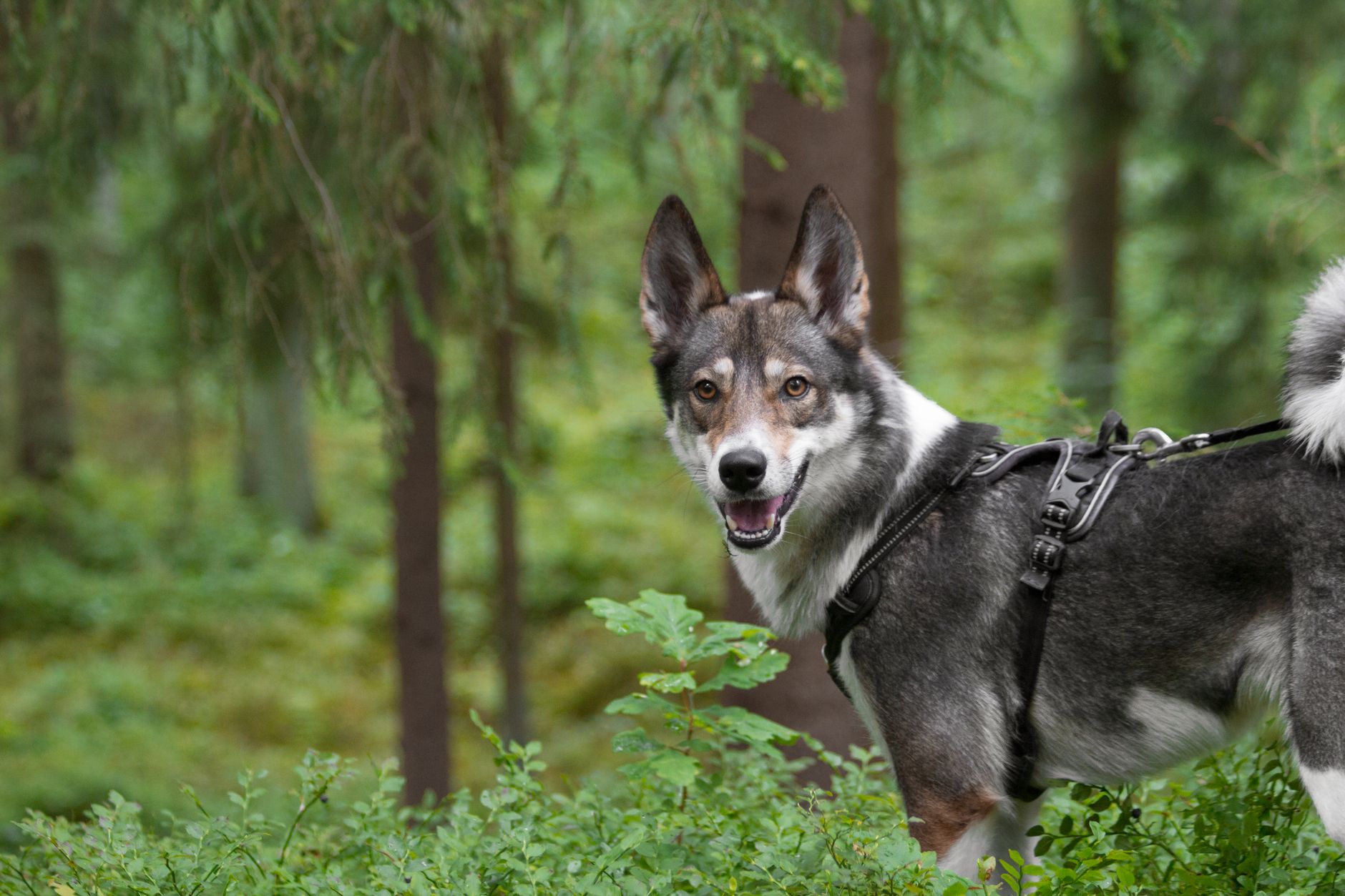 The Boss loses tracking collar, keeps roaming Banff
