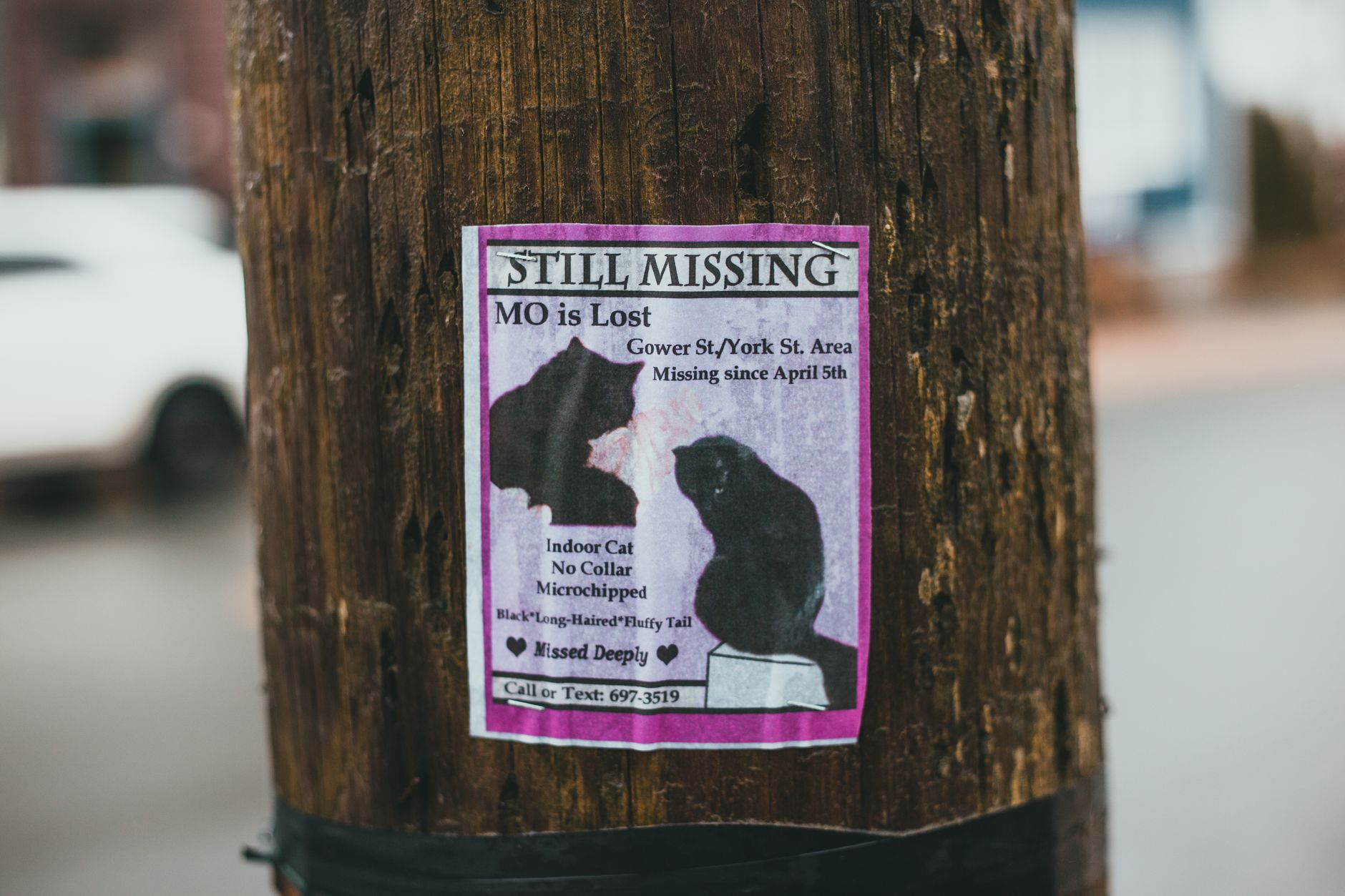 New Westminster offers hope to missing cats from Pinecrest Manor fire