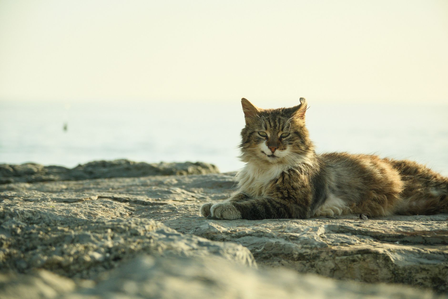 Cats in the Plateau series films across Montreal this summer